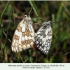 melanargia galathea georgia copula